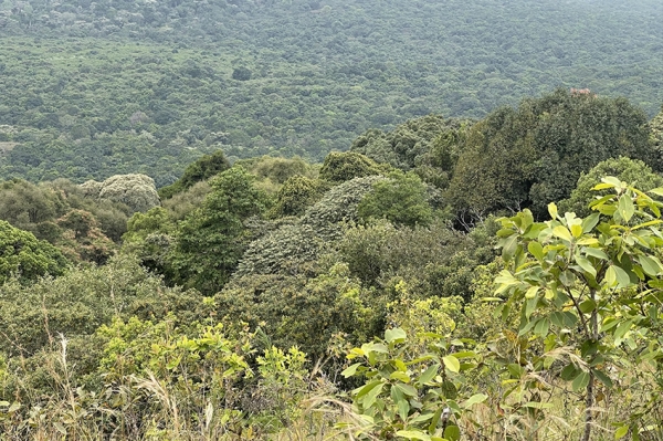 Kakamega Forest, Kenya&#039;s Only Rainforest