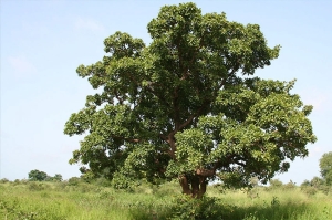 Northern Uganda’s Shea Trees