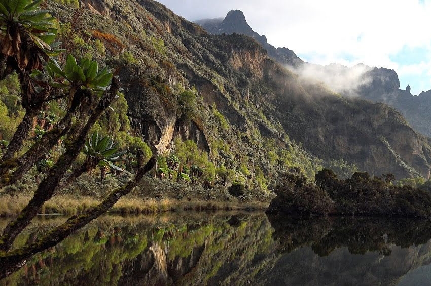 The told secrets of the Rwenzori alpines