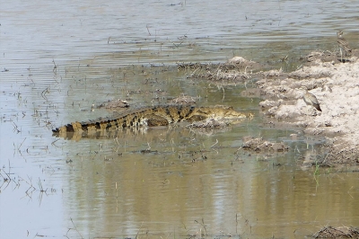 Réglementation législative de la réserve de biosphère de Pendjari