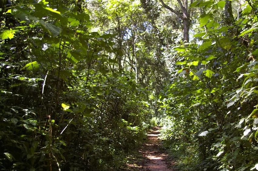 Kakamega Forest Chronicles