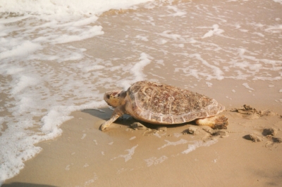 A loggerhead turtle crawling back to the ocean