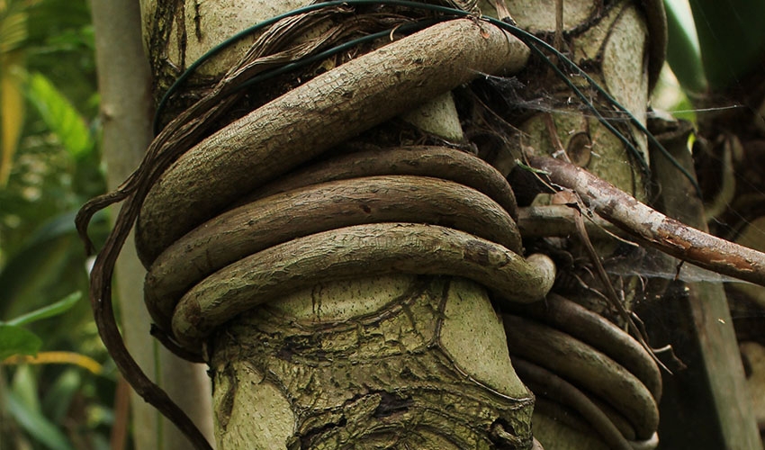 Cameroon's Forest Dance