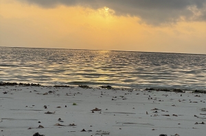 Marine Ecosystem in Malindi, Kenya